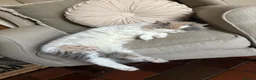 Exotic cats for sale: Beautiful Loving Exotic Female Pedegree - Advert 1
