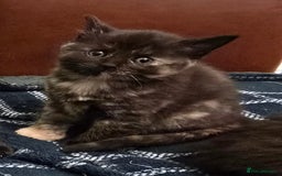 Mixed Breed cats for sale: Beautiful Kittens  - Image 27