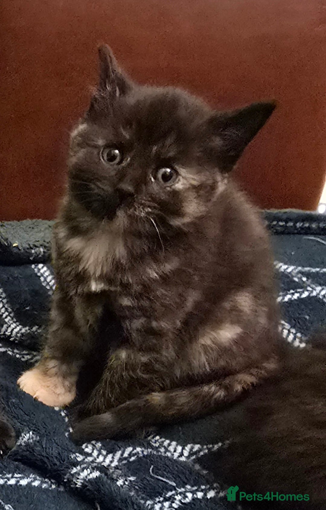 Mixed Breed cats for sale: Beautiful Kittens  - Image 27