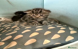 Mixed Breed cats for sale: Lovely mixed breed Kitrens for sale.  - Image 12