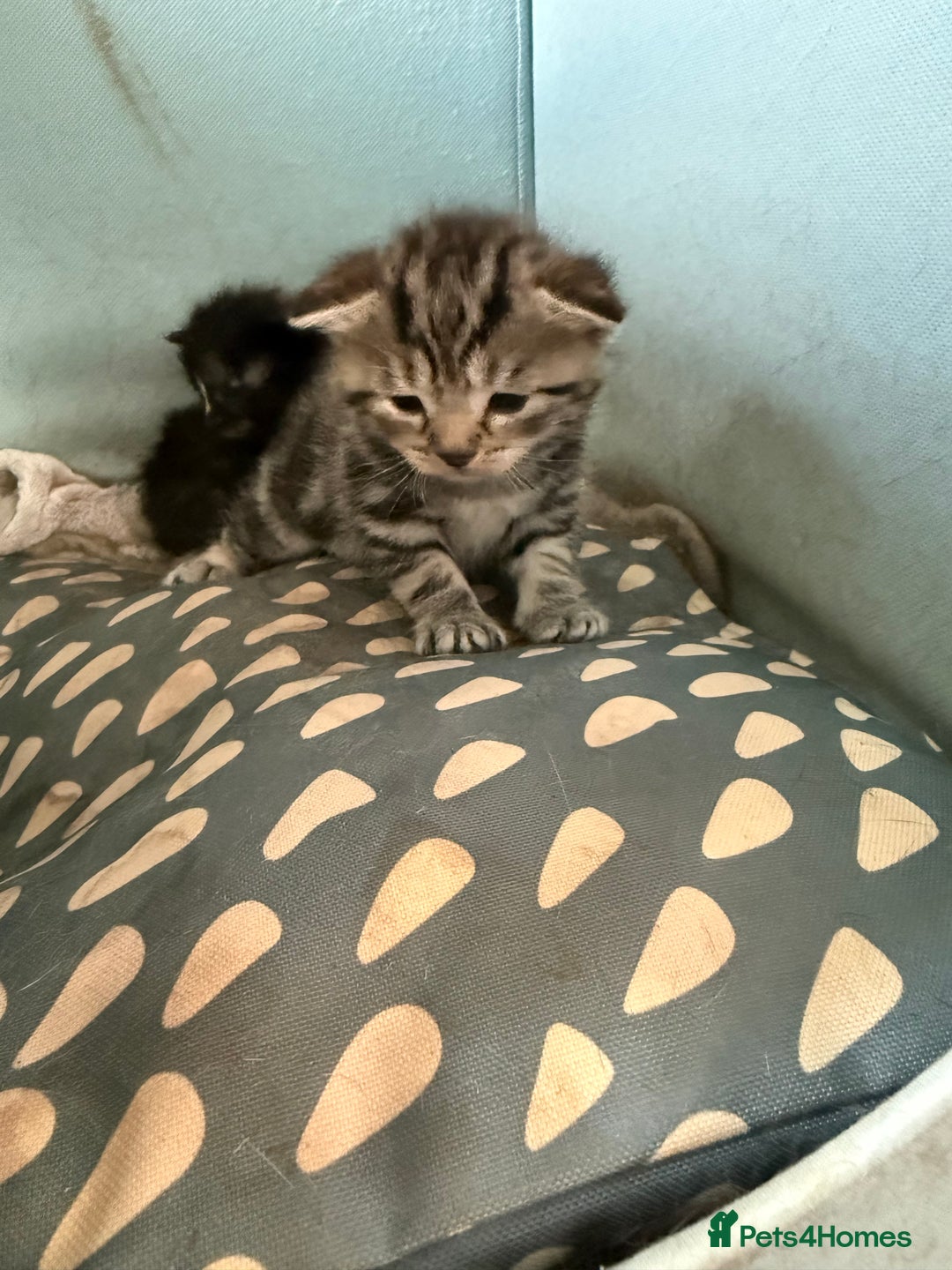 Mixed Breed cats for sale: Lovely mixed breed Kitrens for sale.  - Image 12