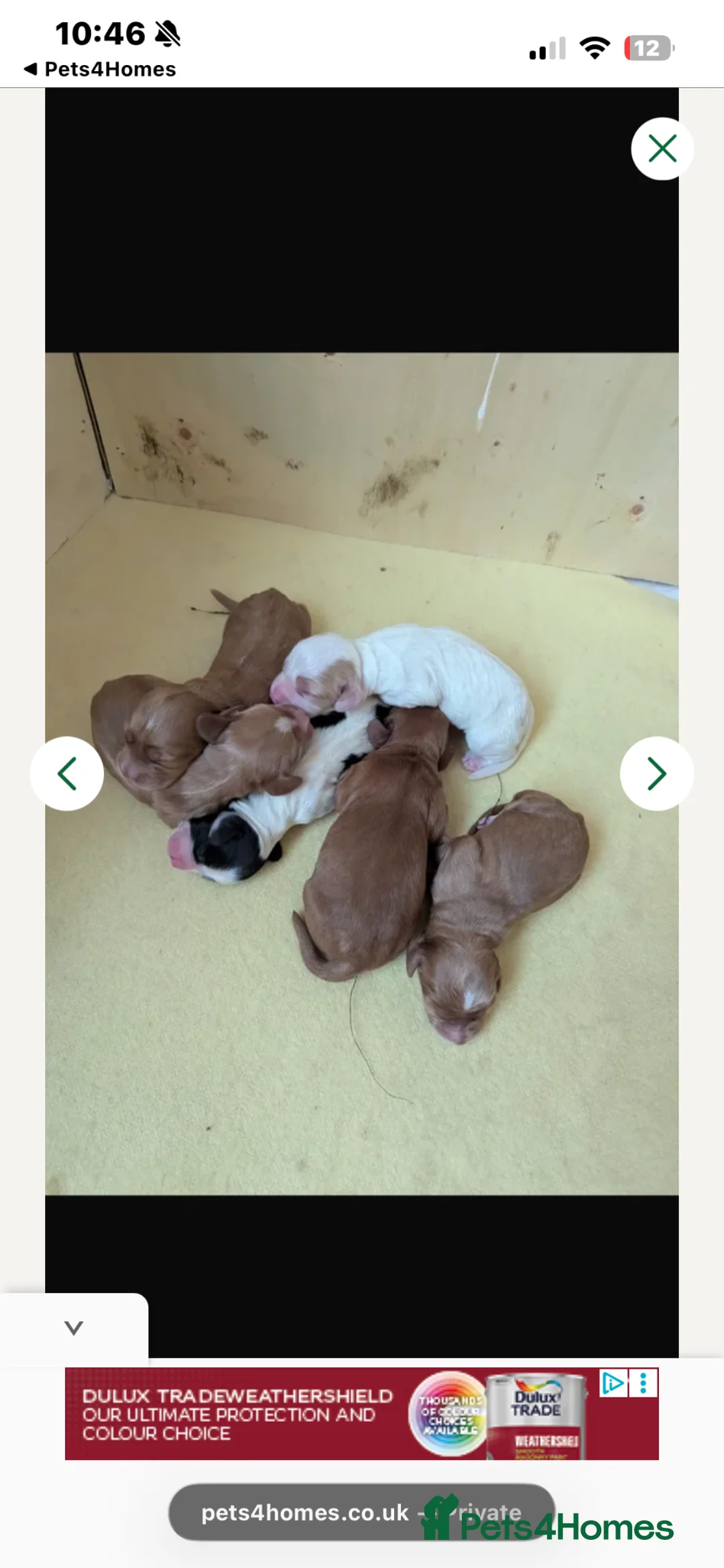 Cocker Spaniel dogs for stud: cocker spaniel for stud - Advert 2