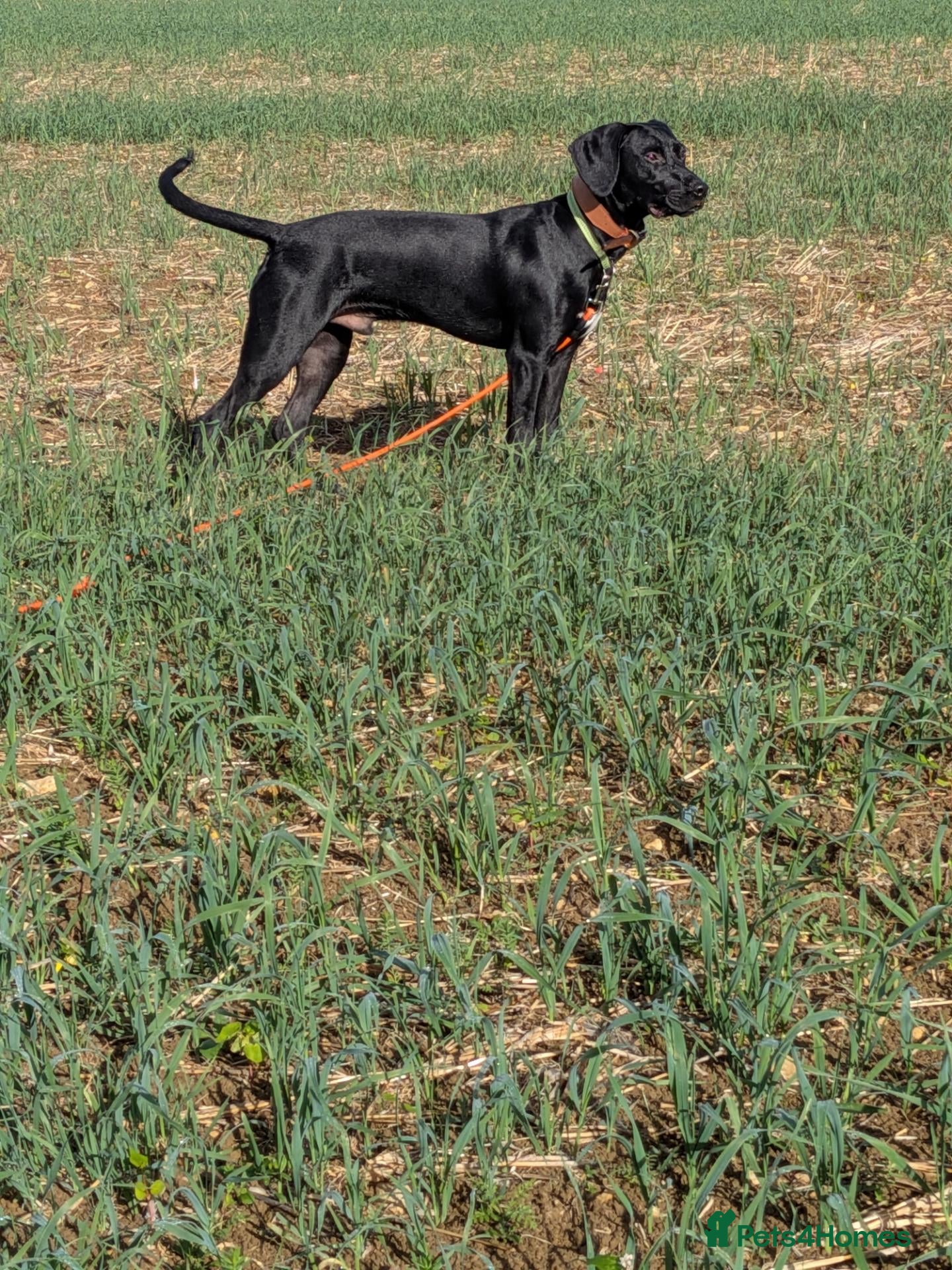 Mixed Breed dogs Bruno is a rotweiler/lurcher x Spaniel - Advert 1