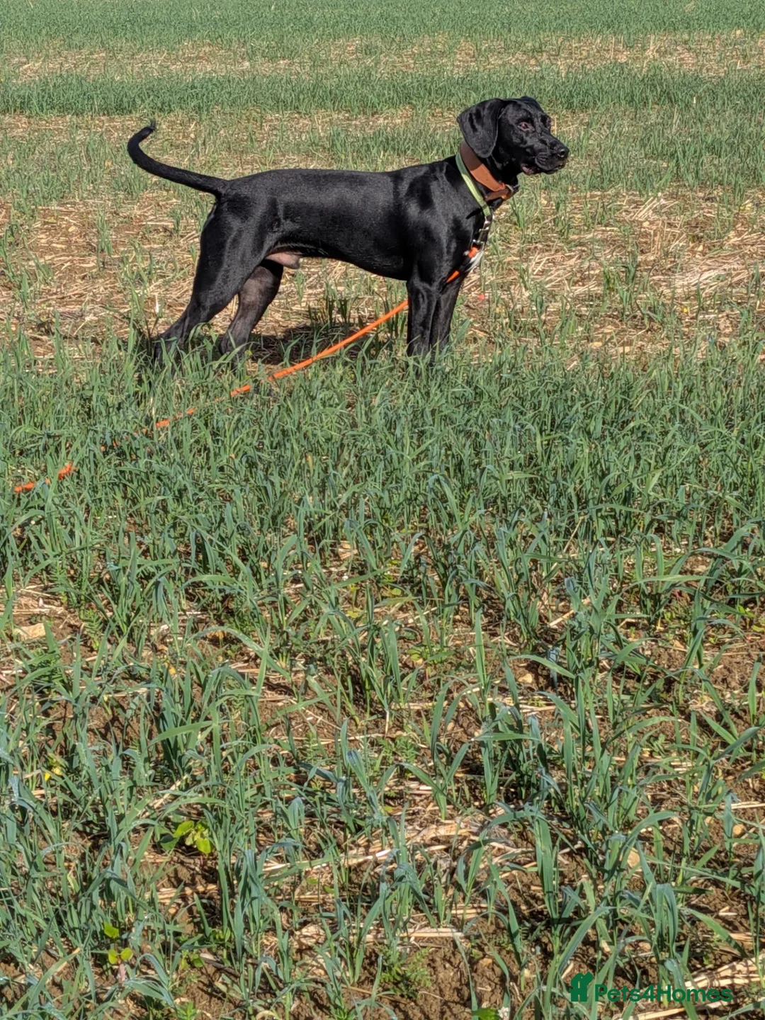 Mixed Breed dogs for sale: Bruno is a rotweiler/lurcher x Spaniel - Advert 1