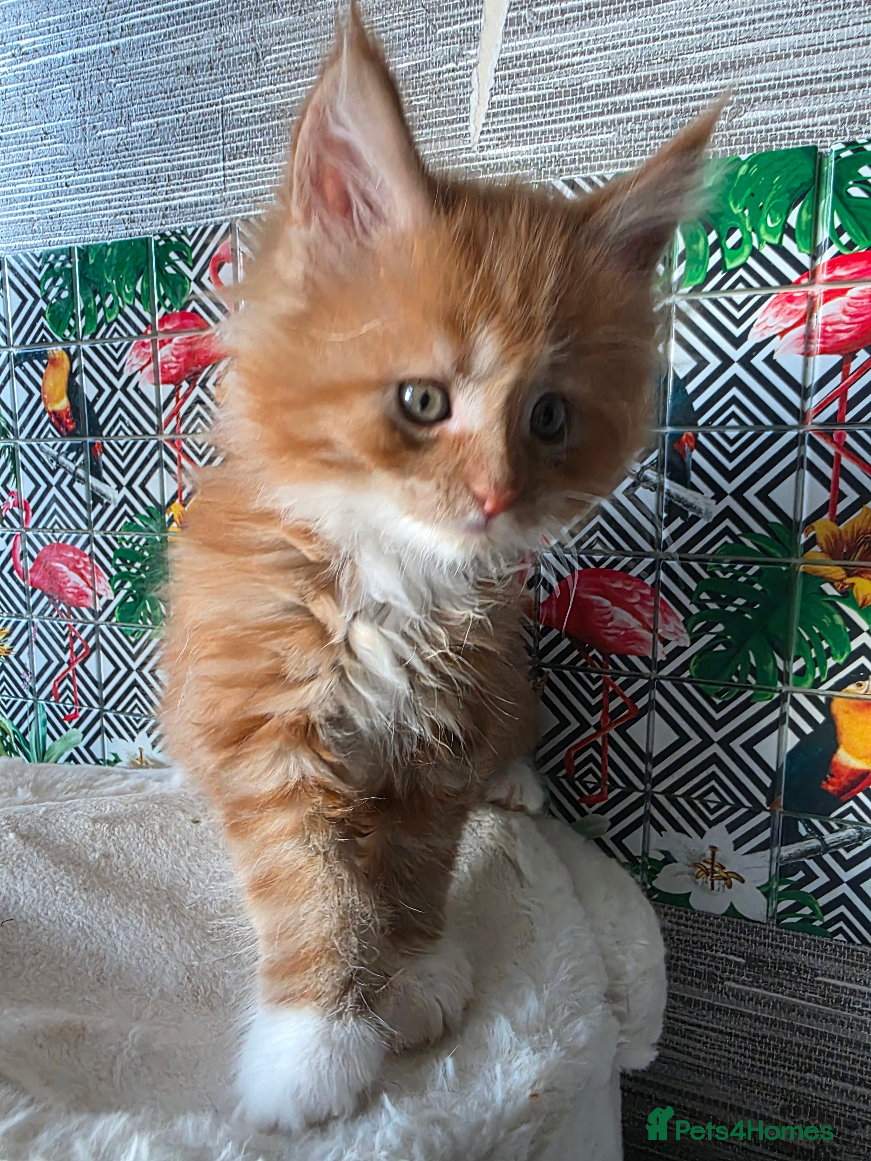 Maine Coon cats Beautiful  Meincoon  kitten - Advert 3