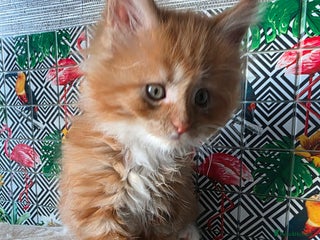 Maine Coon cats Beautiful Meincoon kitten - Advert 3