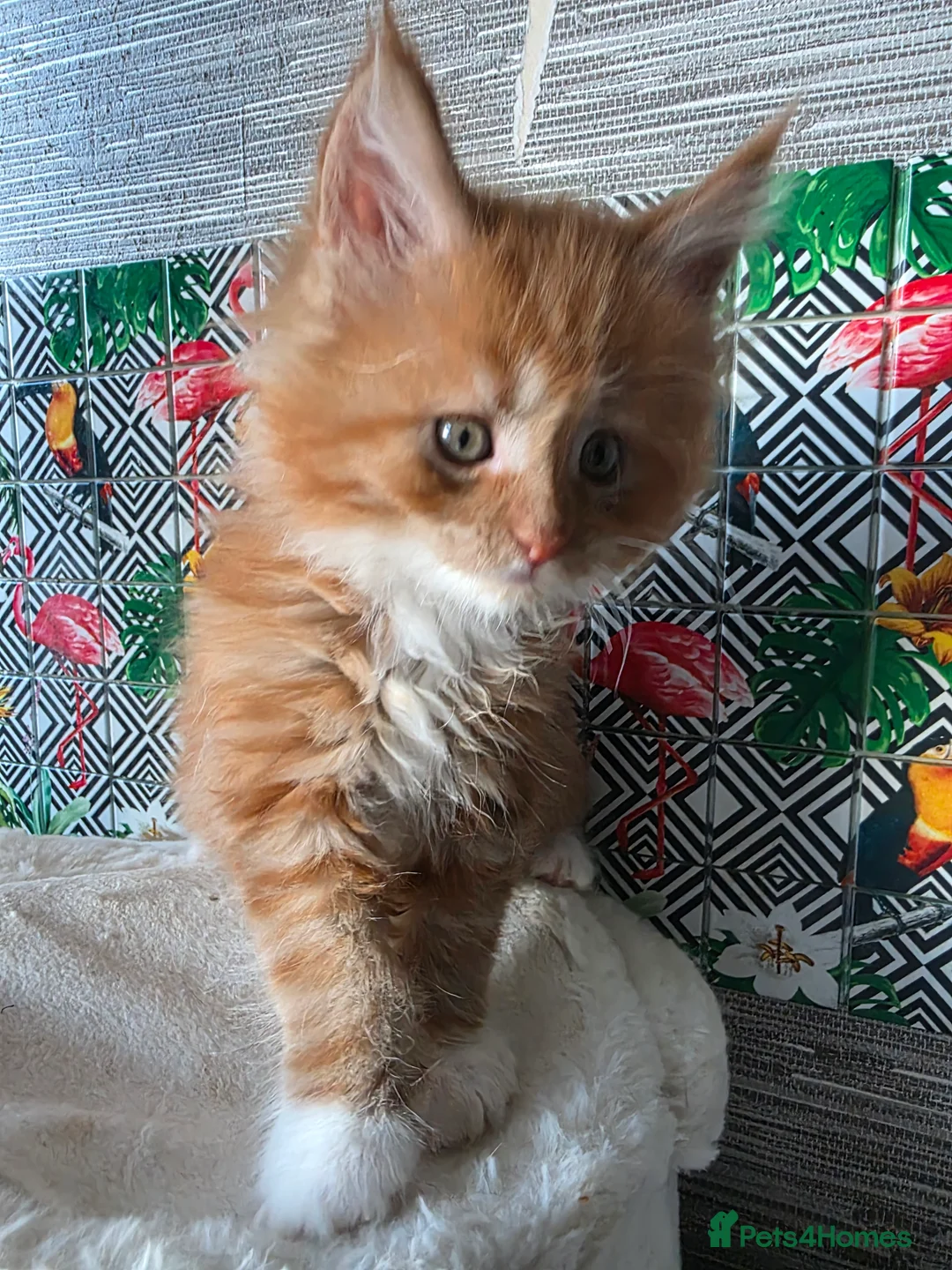 Maine Coon cats for sale: Beautiful  Meincoon  kitten - Advert 1