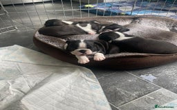 Boston Terrier dogs for stud: BOSTON TERRIER STUD in Lytham Saint Annes - Image 9
