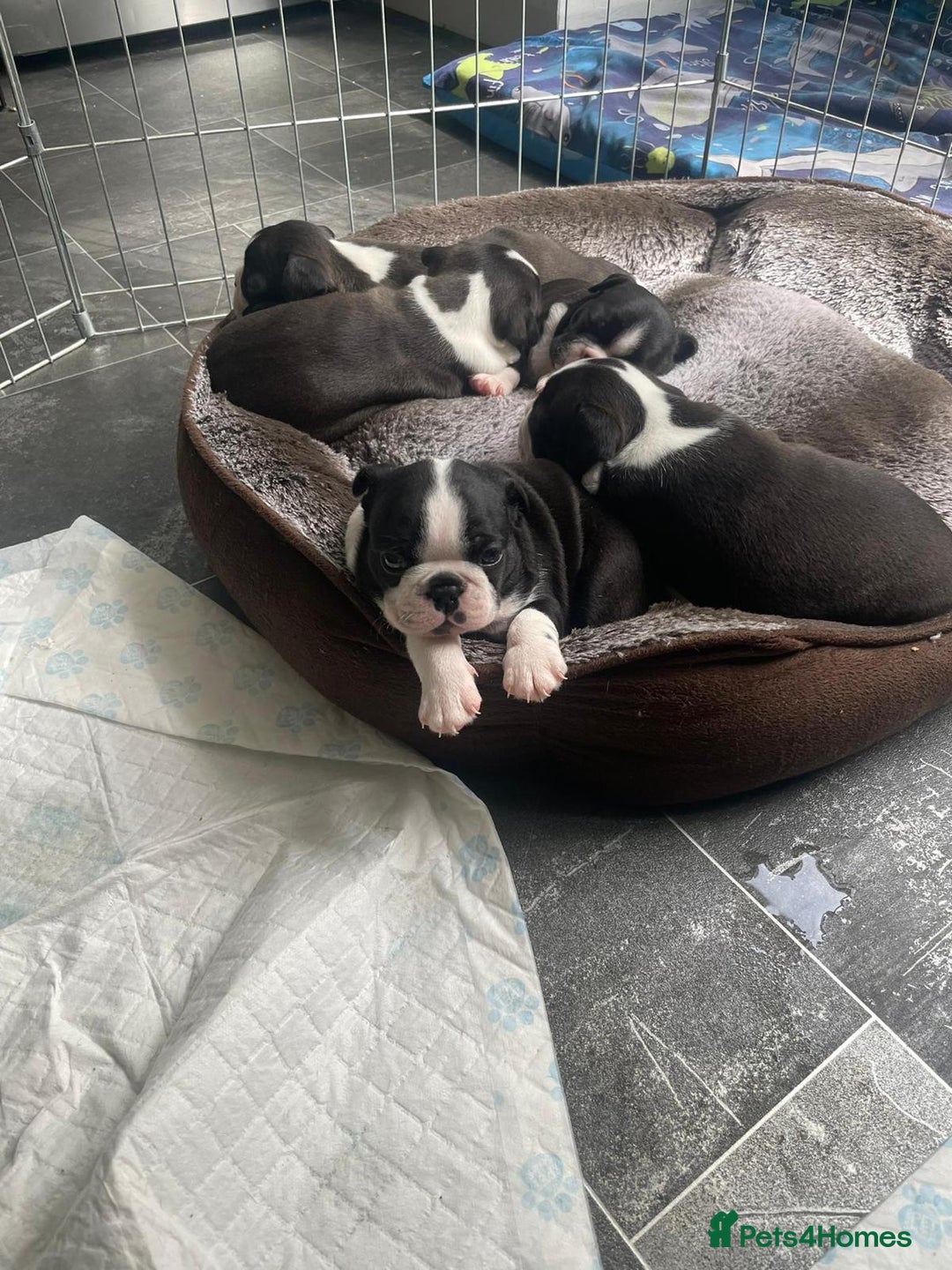 Boston Terrier dogs for stud: BOSTON TERRIER STUD in Lytham Saint Annes - Image 9