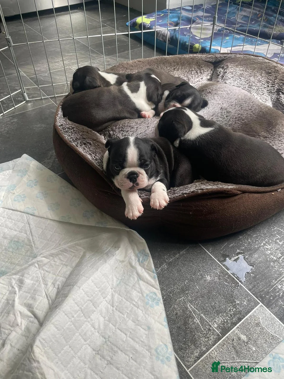Boston Terrier dogs for stud: BOSTON TERRIER STUD in Lytham Saint Annes - Advert 9