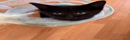 Mixed Breed cats for sale:  Kittens - Advert 28