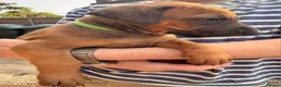 Rhodesian Ridgeback dogs for sale: KC reg,Excellent Ridges,Health checked/Elb/Hip/JME - Advert 30