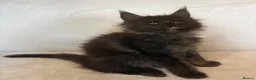 Maine Coon cats for sale: READY NOW🐾STUNNING GCCF REGISTERED MC KITTENS🐾 - Advert 6