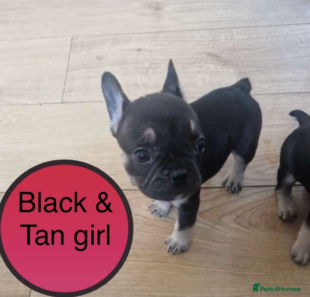 French Bulldog dogs for sale: FRENCH BULLDOG PUPPIES READY NOW!   🐾 - Image 27