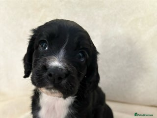 Sprocker dogs ✨Stunning Sprocker pups ✨ ready 16th December - Advert 1