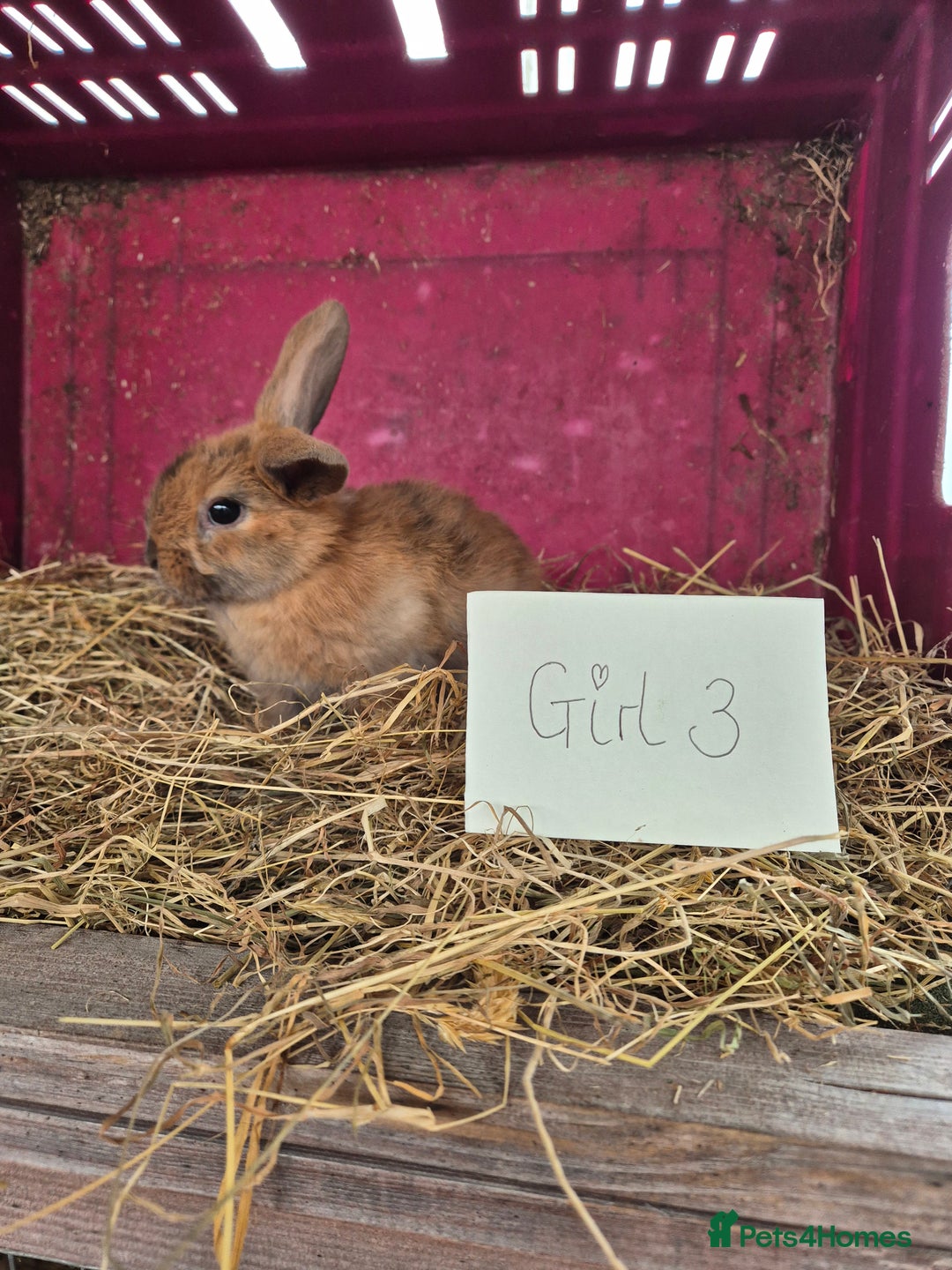 Mini Lop rabbits for sale: Bunnies looking for new homes - Advert 11