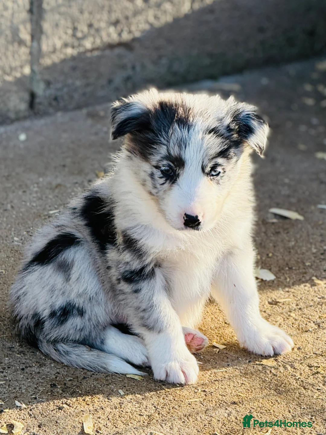 Border Collie dogs for sale: Gorgeous collie pups - various colours  - Advert 1