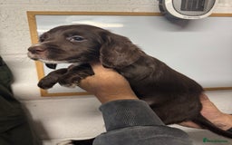 Sprocker dogs for sale: Sprocker Spaniel Pups- Ready To Go - Image 11