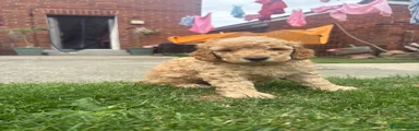 Cockapoo 4