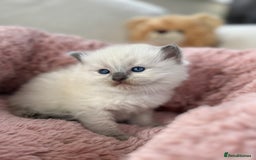 Ragdoll cats for sale: Stunning Bluepoint Ragdoll Kittens for sale - Image 12