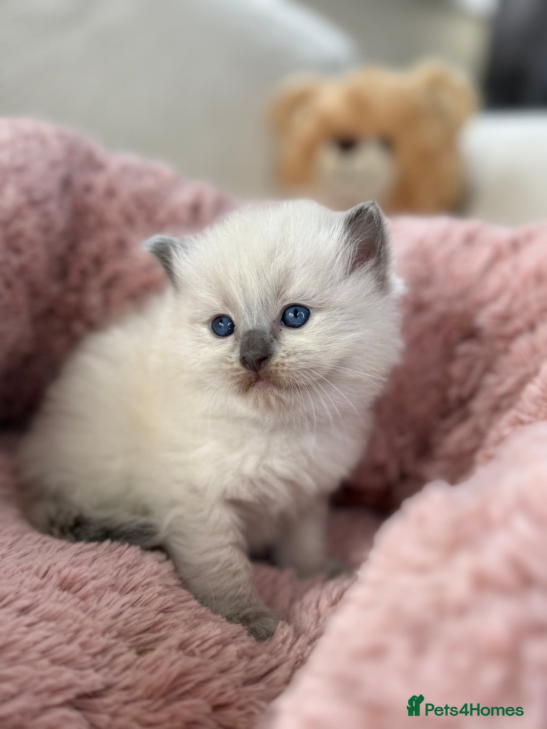 Ragdoll cats for sale: Stunning Bluepoint Ragdoll Kittens for sale - Image 12