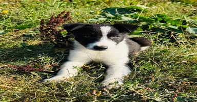 Border Collie dogs - Advert 11
