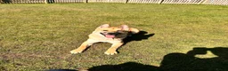 Mixed Breed dogs for sale: Loki  in Wimborne - Advert 4