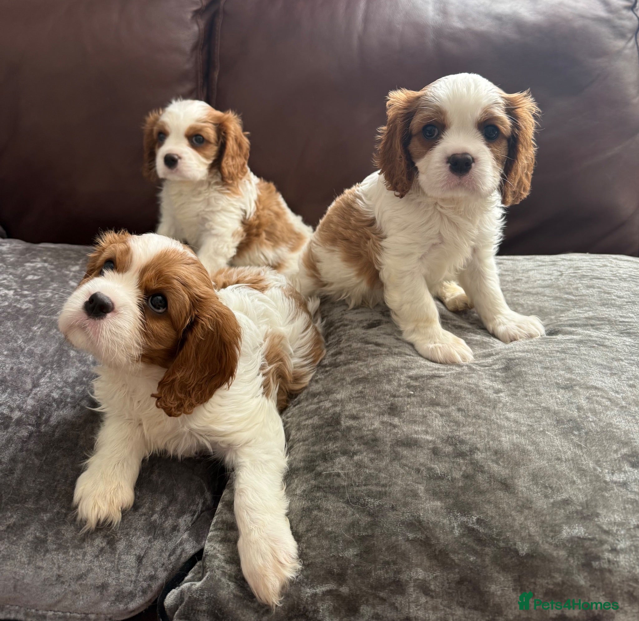 Cavalier King Charles Spaniel dogs Pure breed puppies-  parent's are health tested  - Advert 1