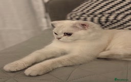 Scottish Fold cats for sale: White Scottish Fold Female looking for loving home - Image 5