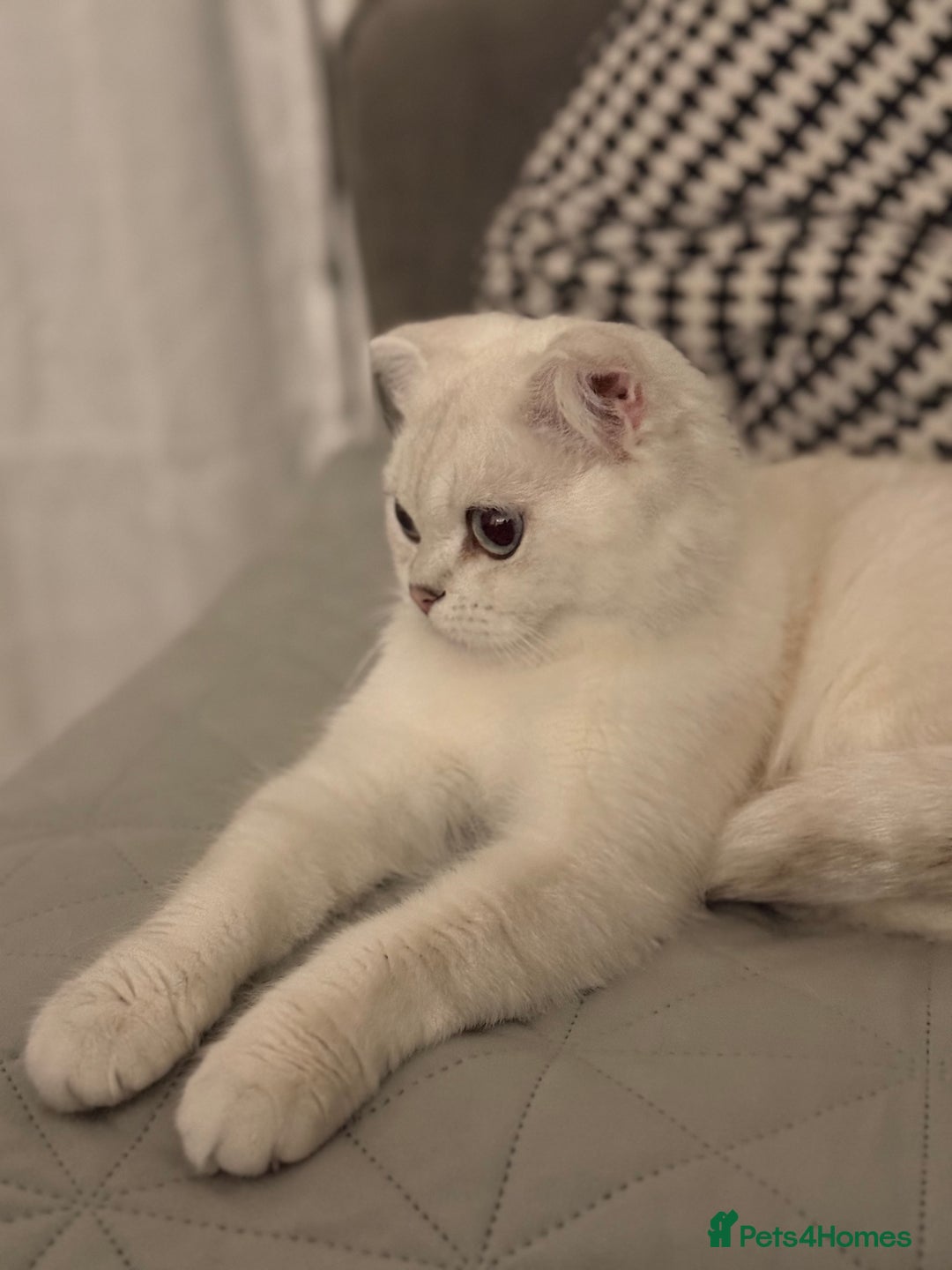 Scottish Fold cats for sale: White Scottish Fold Female looking for loving home - Image 5