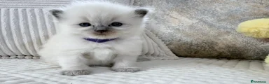 Ragdoll Kitten 4 Purple