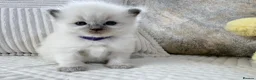 Ragdoll cats for sale: Blue Point Ragdoll Kittens for sale - Advert 33