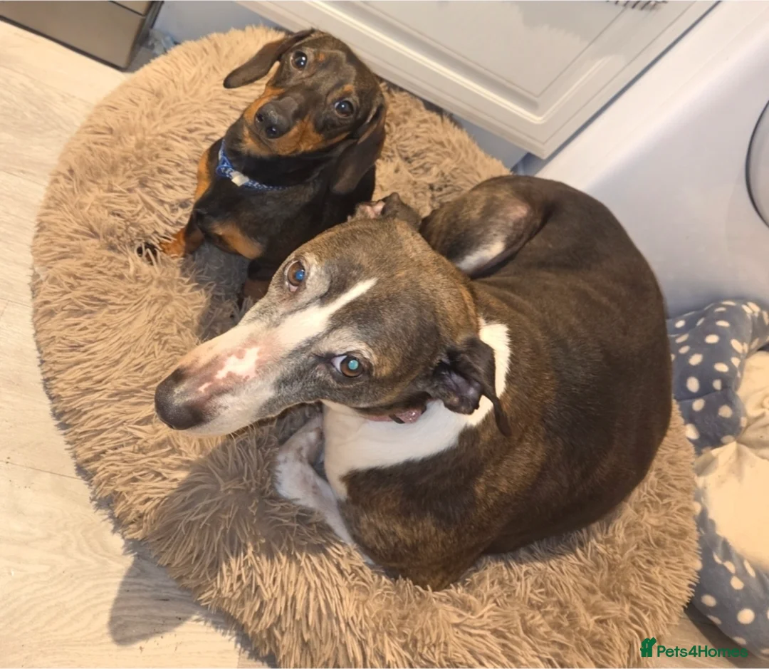 Dachshund dogs for sale: Dachsund puppy looking for his forever home - Advert 7