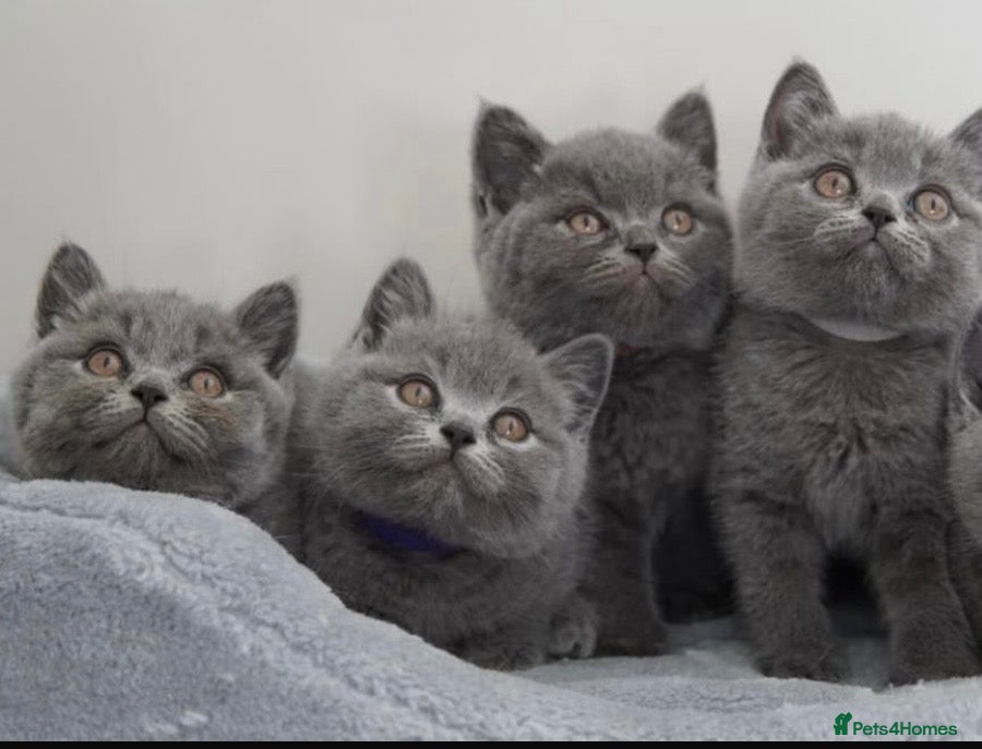 British Shorthair cats  GCCF blue British shorthairs!  - Advert 1