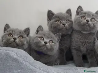 British Shorthair cats GCCF blue British shorthairs! - Advert 1