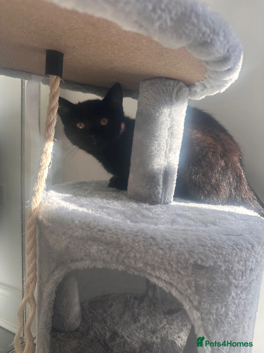 Mixed Breed cats for sale: Black kitty 5 months  in Winchester - Advert 4