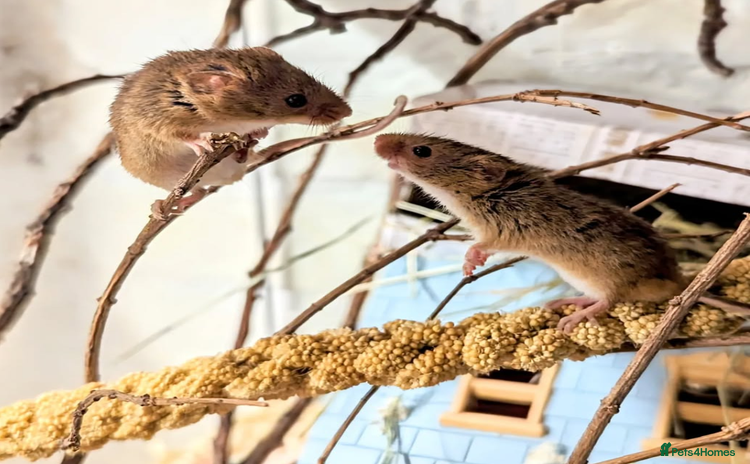Mouse rodents Harvest Mice for Sale  - Advert 1