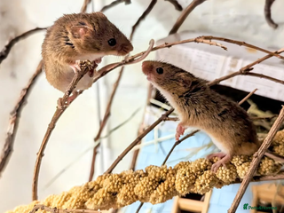 Mouse rodents Harvest Mice for Sale - Advert 1
