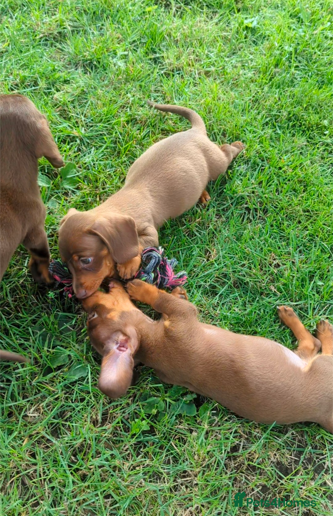 Miniature Dachshund dogs for sale: Ethically Bred Superior Health Tested Miniatures - Image 20