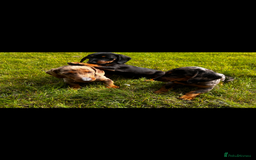 Miniature Dachshund dogs for sale: Mini dachshund cross jack Russell - Image 1