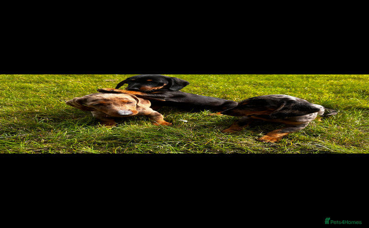 Miniature Dachshund dogs - Advert 2