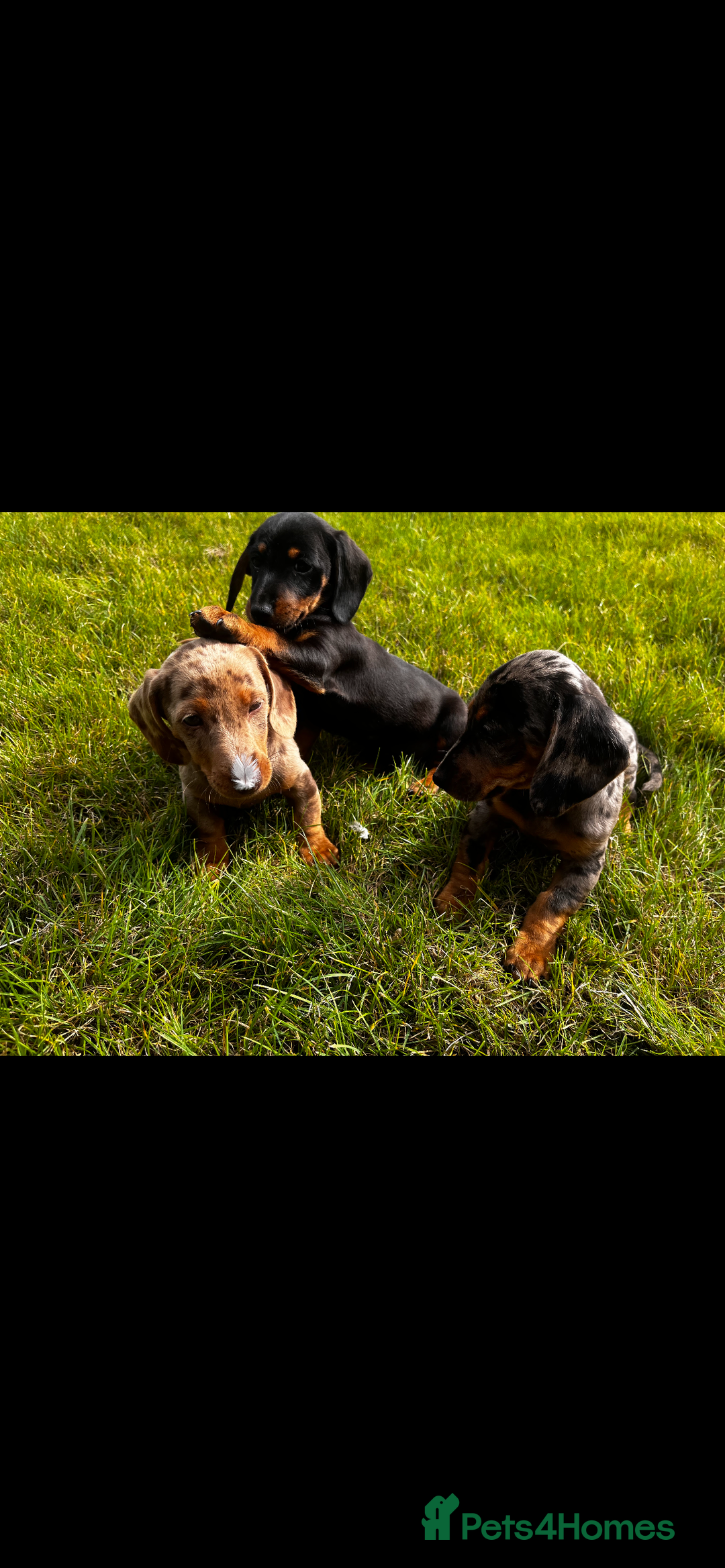 Miniature Dachshund dogs for sale: Mini dachshund cross jack Russell - Image 1
