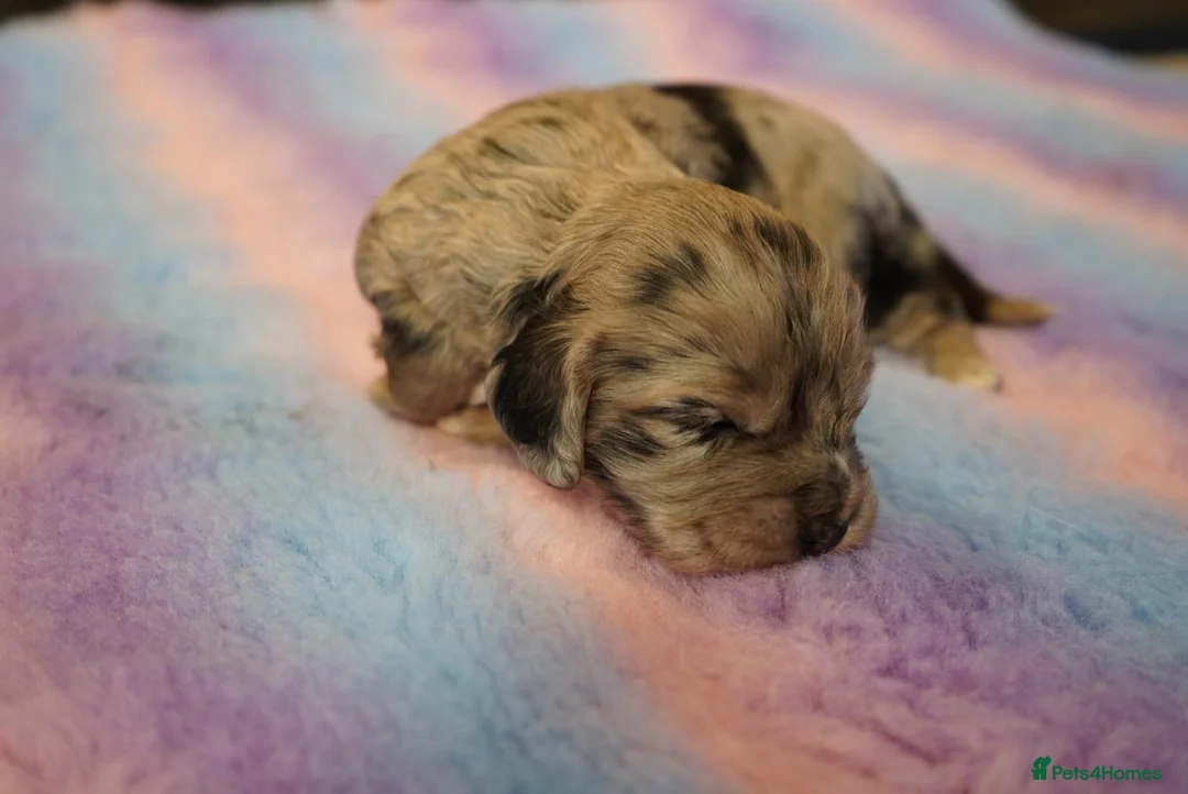 Cockapoo dogs for sale: Beautiful Health Tester Cockapoo Babies 🐾🐾🐾 - Advert 6