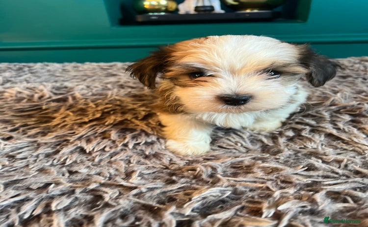 Havanese dogs Two Havanese boys - Advert 6