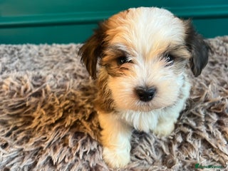 Havanese dogs Two Havanese boys - Advert 1