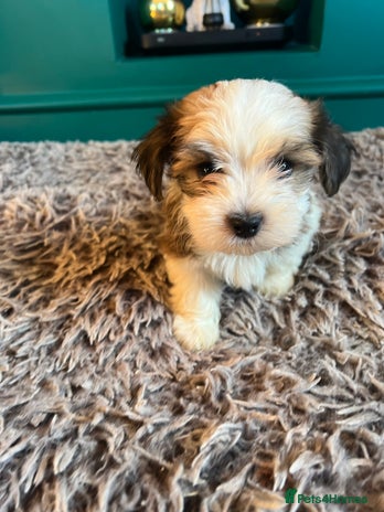 Havanese dogs Two Havanese boys - Advert 1