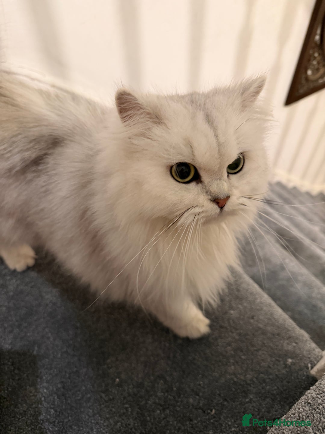 Scottish Fold cats for sale: Tica Active registered cat - Advert 2