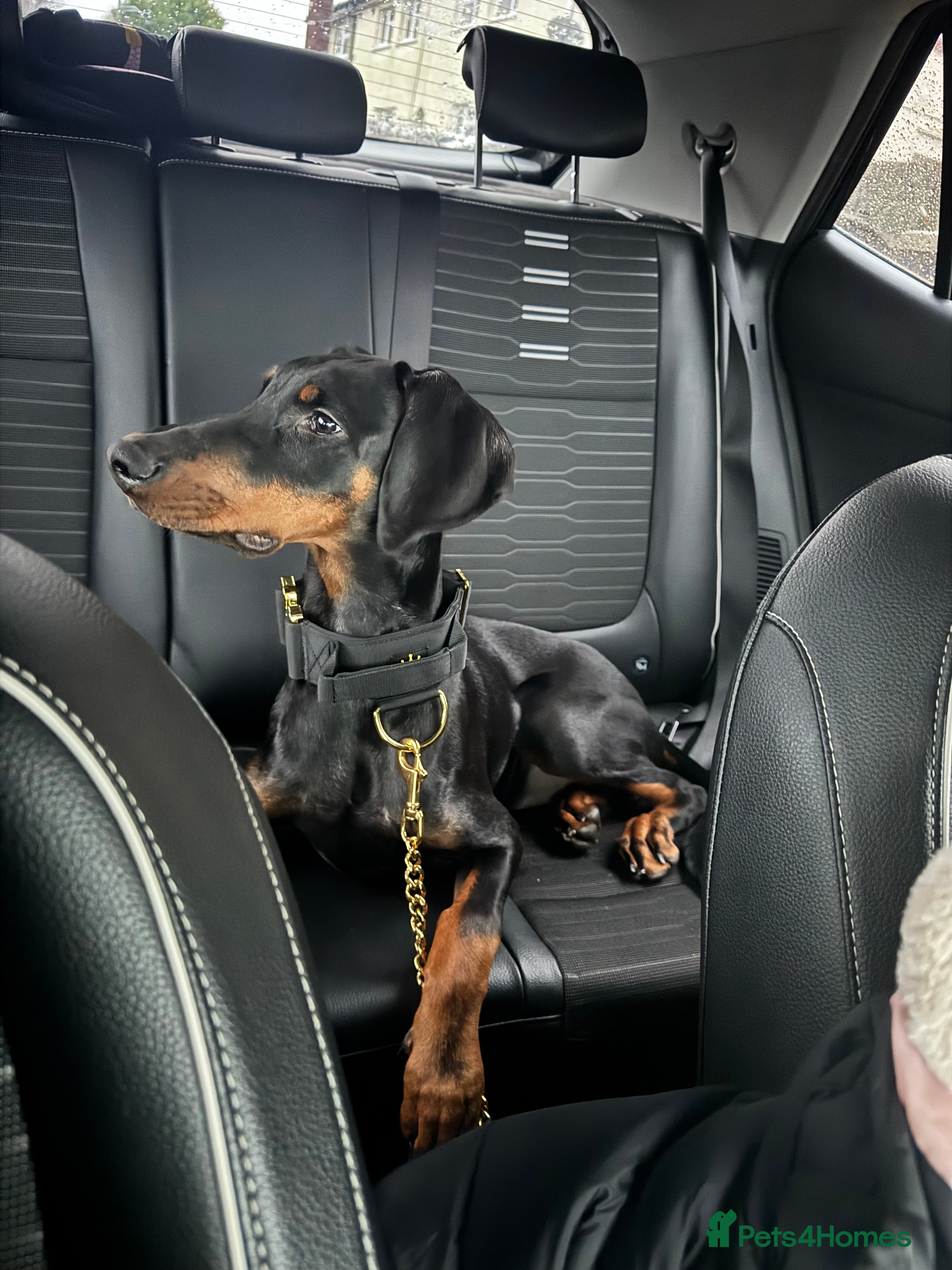 Dobermann dogs 6 month old girl Doberman  - Advert 1