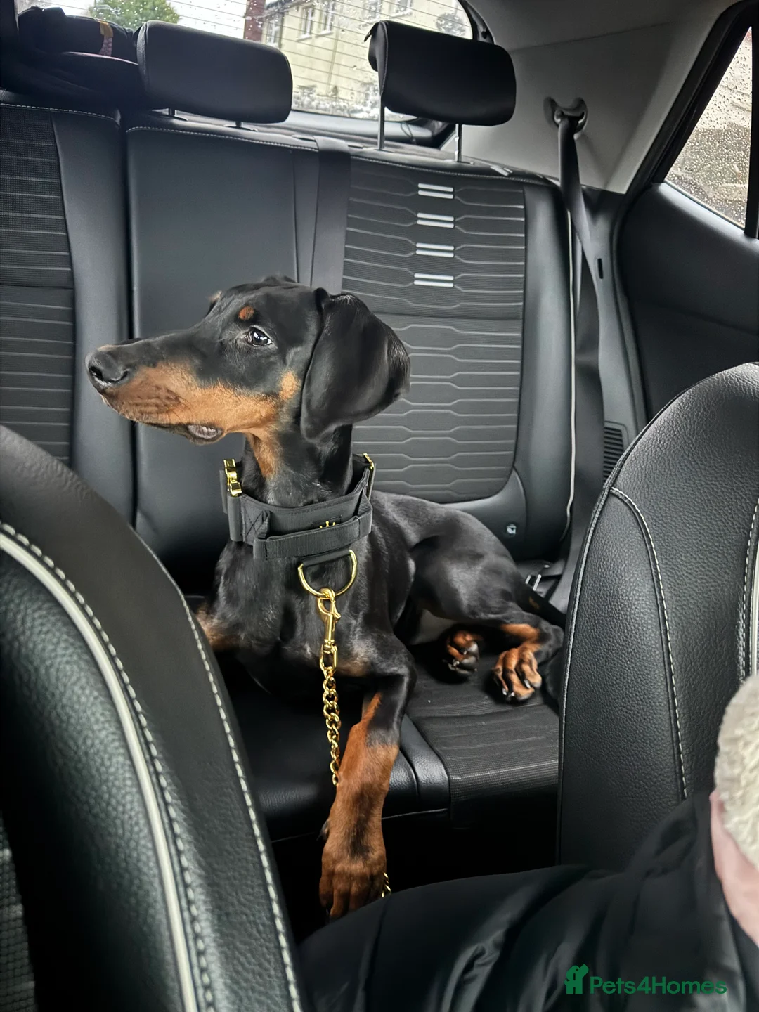 Dobermann dogs for sale: 6 month old girl Doberman  - Advert 1