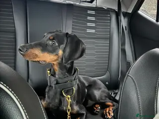 Dobermann dogs 6 month old girl Doberman - Advert 1